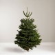 6ft Nordmann Fir Christmas Tree