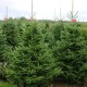 6ft Nordmann Fir Christmas Tree